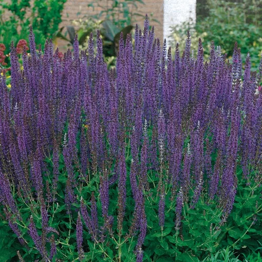 violet east flower seeds