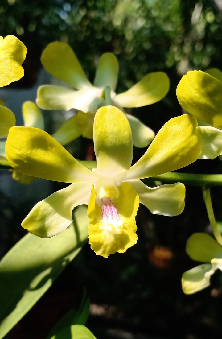 Dendrobium Flower Seeds Yellow White – Heirloom Non-GMO High Germination