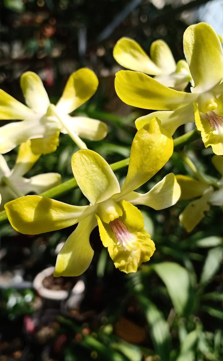 Dendrobium Flower Seeds Yellow White – Heirloom Non-GMO High Germination