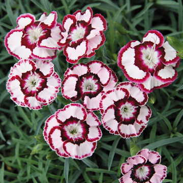 pink white flower seeds
