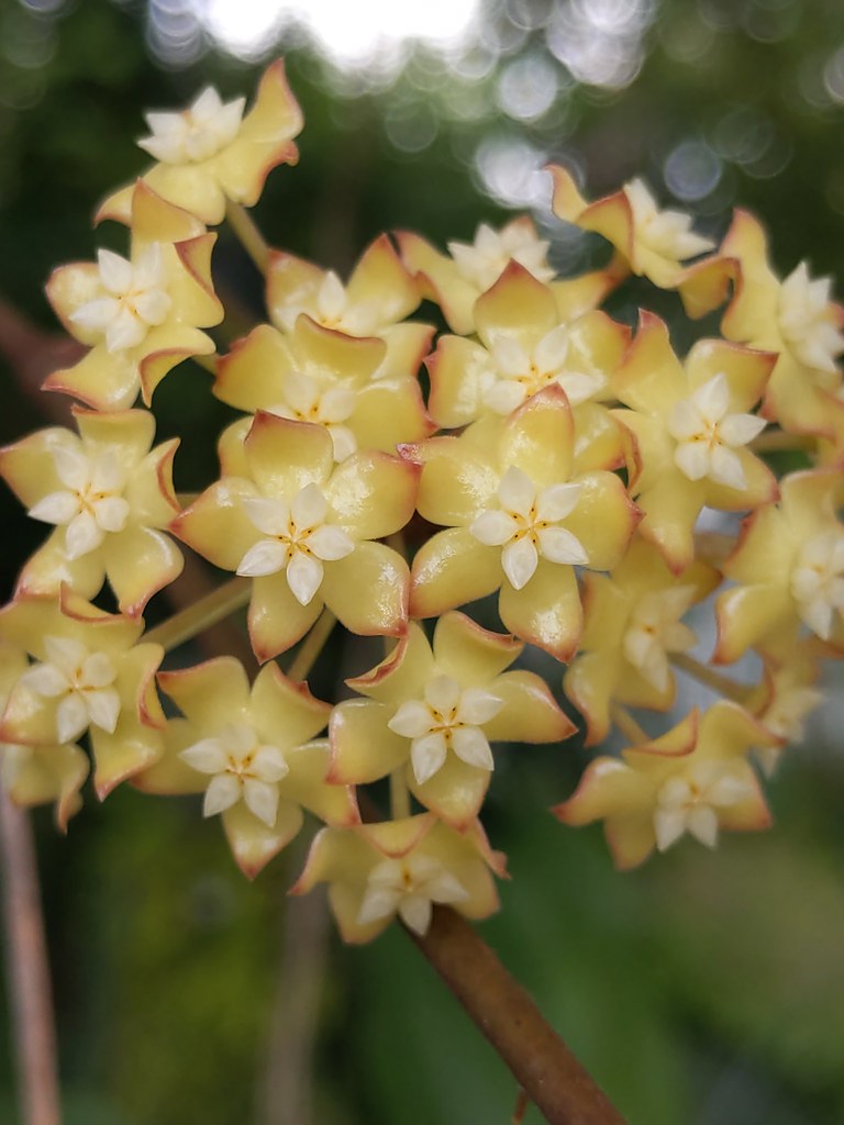 Giant Hoya Carnosa Flower Seeds Yellow – Heirloom Non-GMO High Germination Seeds