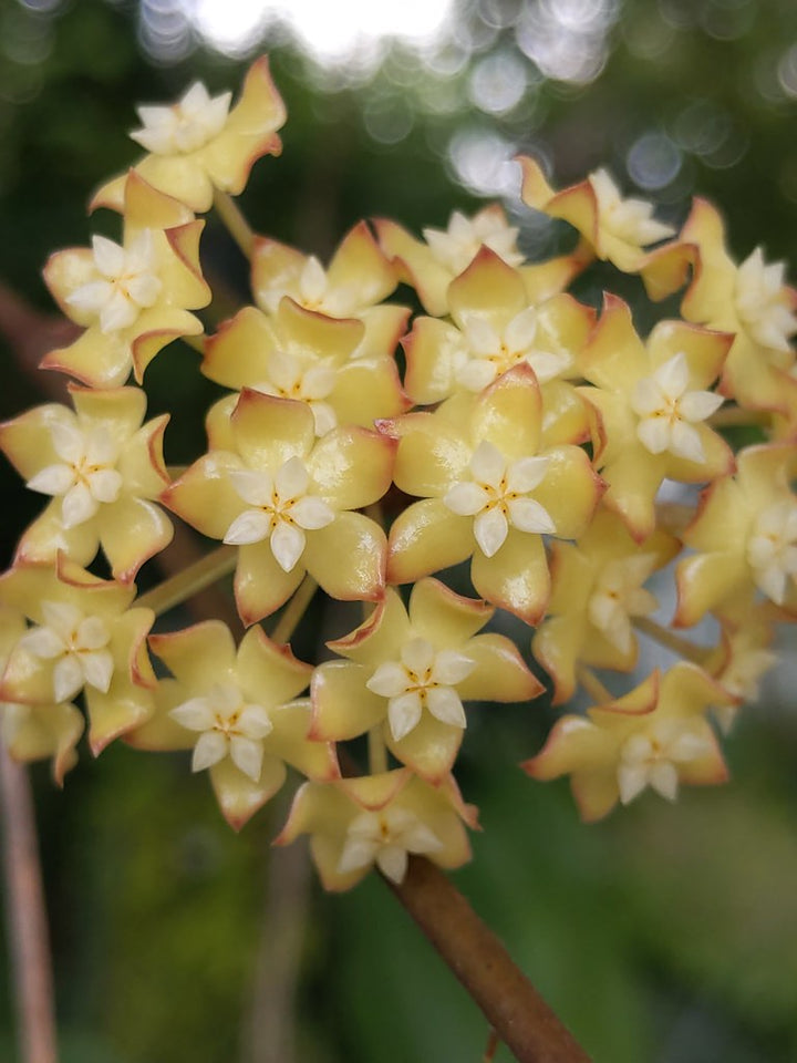Giant Hoya Carnosa Flower Seeds Yellow – Heirloom Non-GMO High Germination Seeds
