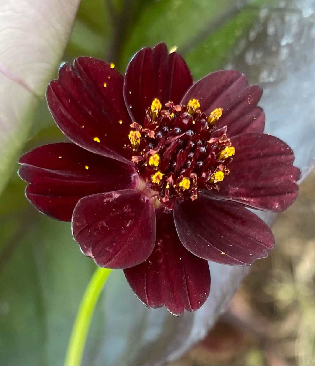 Atrosanguineus Flower Seeds for Planting – Heirloom Non-GMO High Germination Seeds