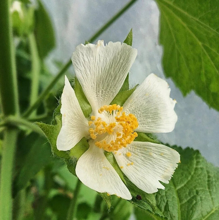 Kitaibelia Vitifolia Flower Seeds White – Heirloom Non-GMO High Germination Organic Garden Seeds