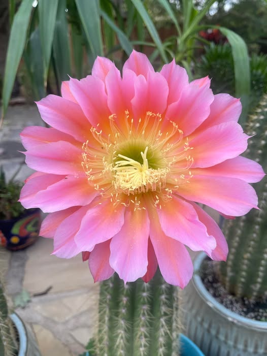 Semillas Gigantes de Flor de Cactus Rosa – Herencia, Sin OGM, Semillas de Alta Germinación