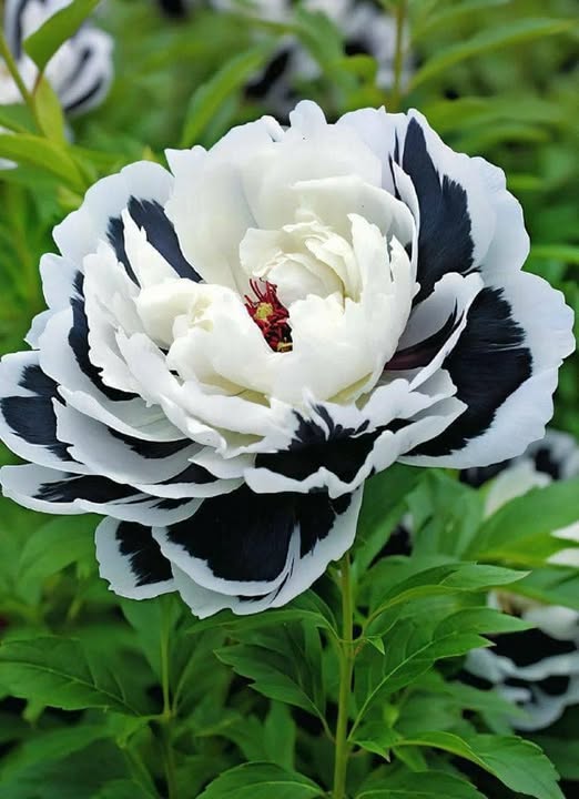 Black White Peony Flower Seeds – Heirloom, Non-GMO, High Germination Seeds