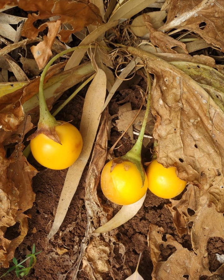 Mandrake Fruit Seeds for Planting – Heirloom Non-GMO, High Germination Organic Garden Seeds