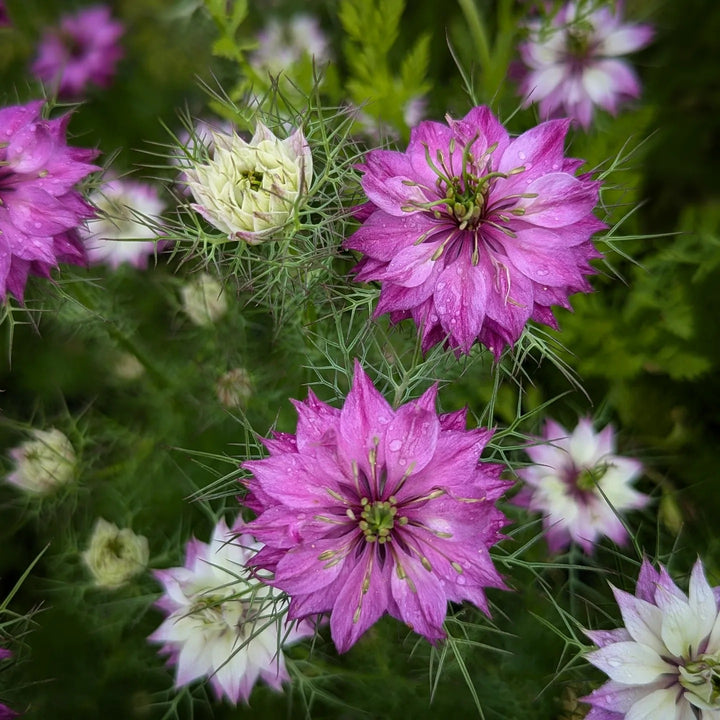 Pink Nigella Flower Seeds – Heirloom, Non-GMO, High Germination Seeds for Planting