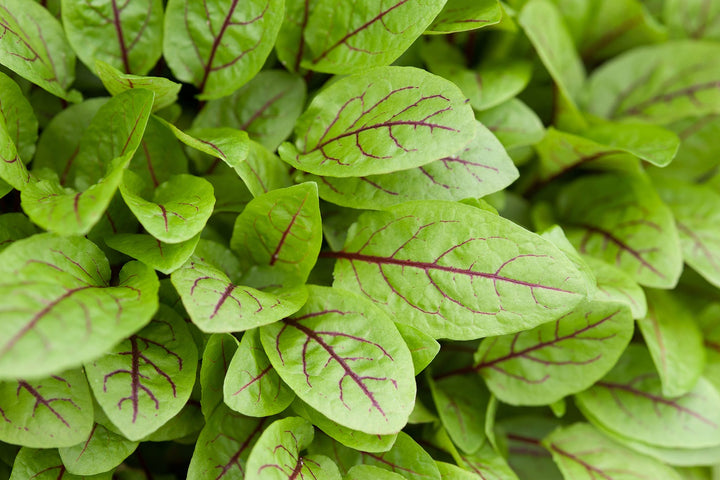 Red-Veined Sorrel Seeds (Rumex Sanguineus) – Heirloom Non-GMO High Germination Seeds