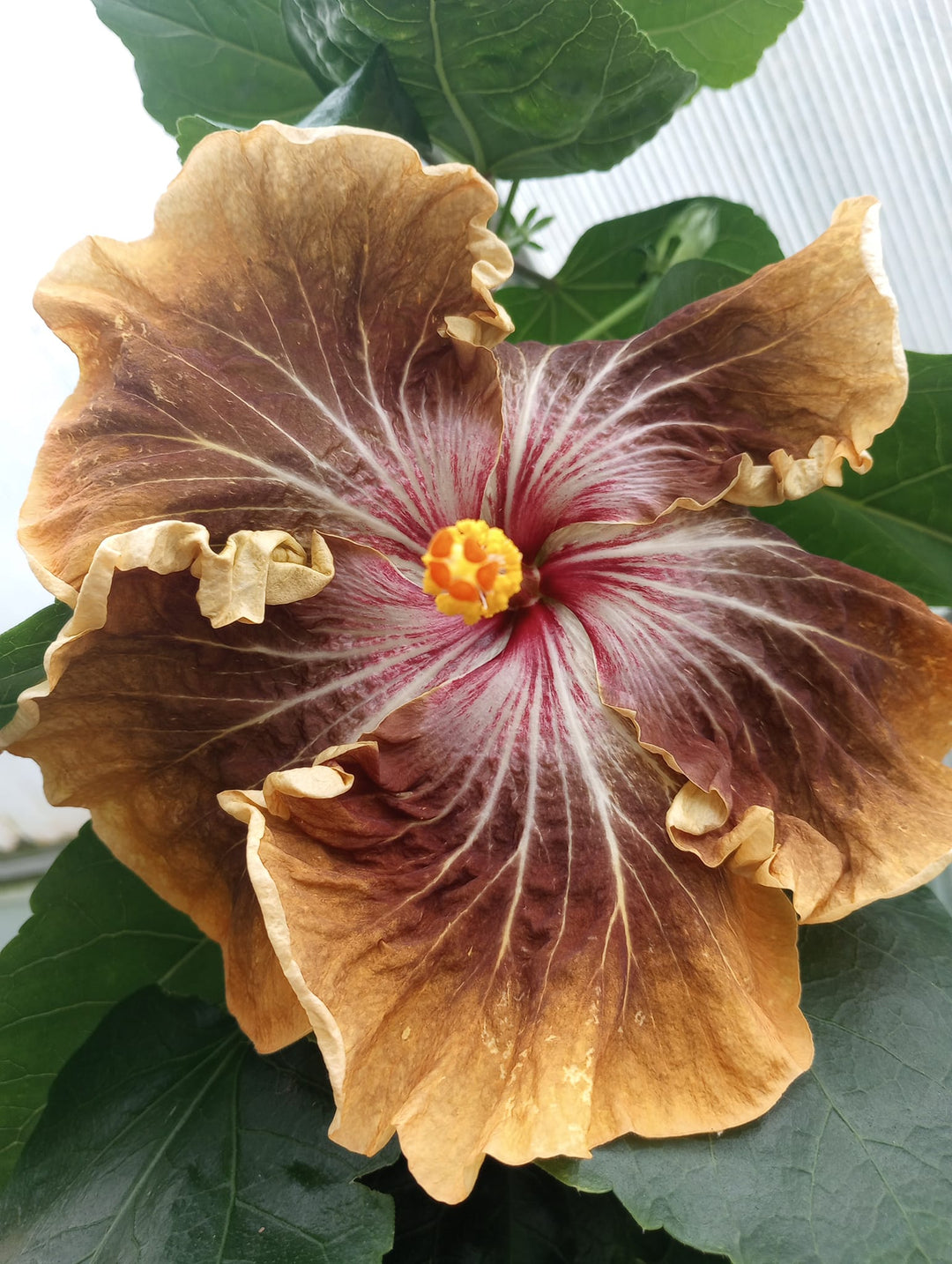 Brown Blooming Hibiscus Flower Seeds – Heirloom, Non-GMO, High Germination, Organic Garden Seeds