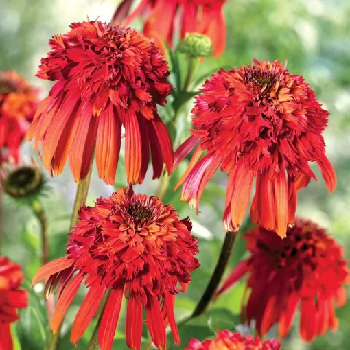 orange hot flower seeds
