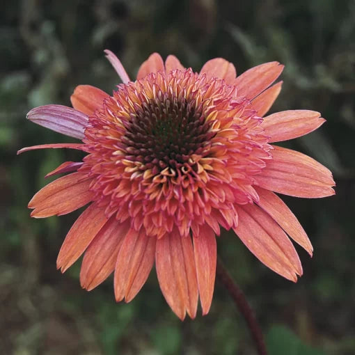 raspberry truffle flower seeds