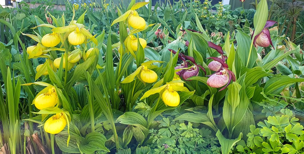 Mixed Cypripedium Flower Seeds – Heirloom Non-GMO High Germination Seeds
