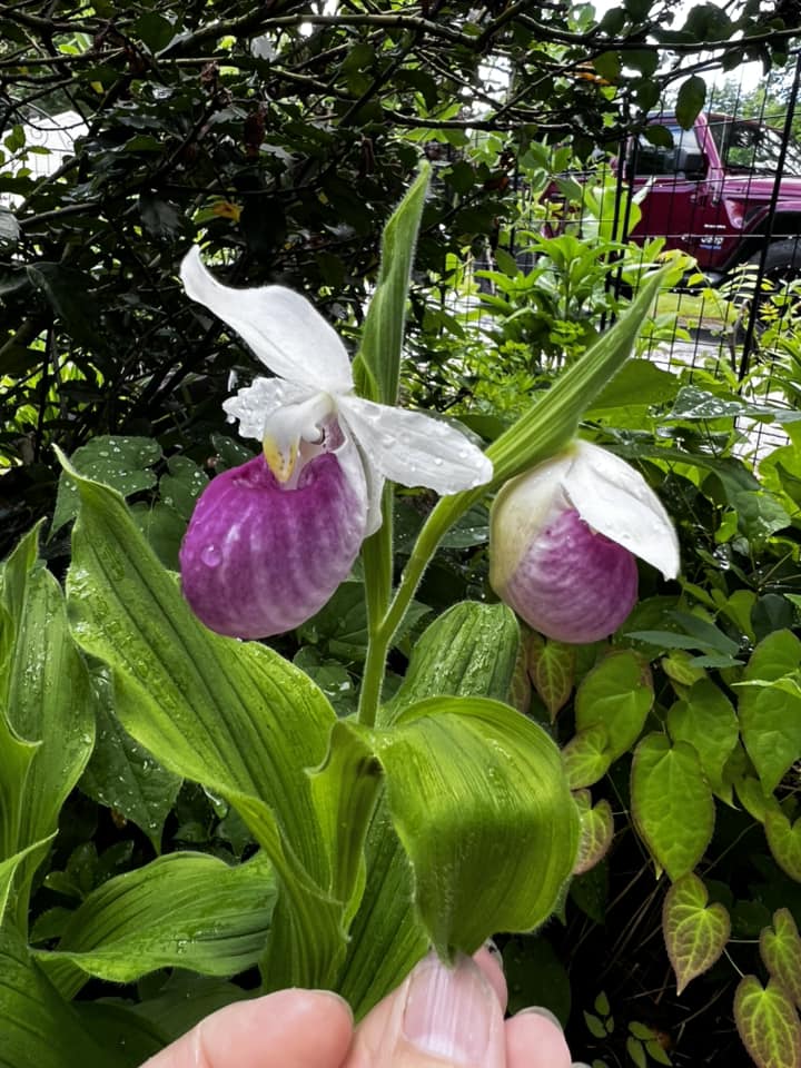 Purple Cypripedium Flower Seeds – Heirloom Non-GMO High Germination Seeds