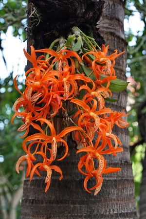 Orange Zygopetalum Maculatum Flower Seeds – Heirloom, Non-GMO Seeds for Planting