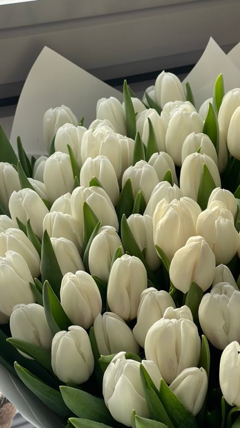 White Tulip Flower Seeds – Heirloom Non-GMO Organic Garden Seeds
