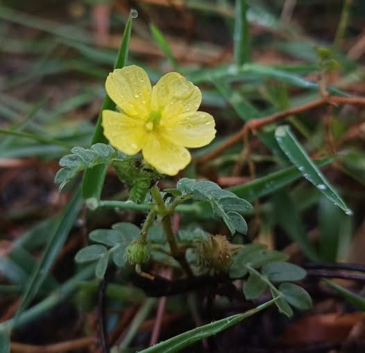 Burra Gokhru Bindii Flower Seeds – Heirloom Non-GMO High Germination Seeds