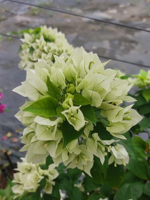 Bougainvillea Flower Seeds Green – Heirloom Non-GMO High Germination Seeds