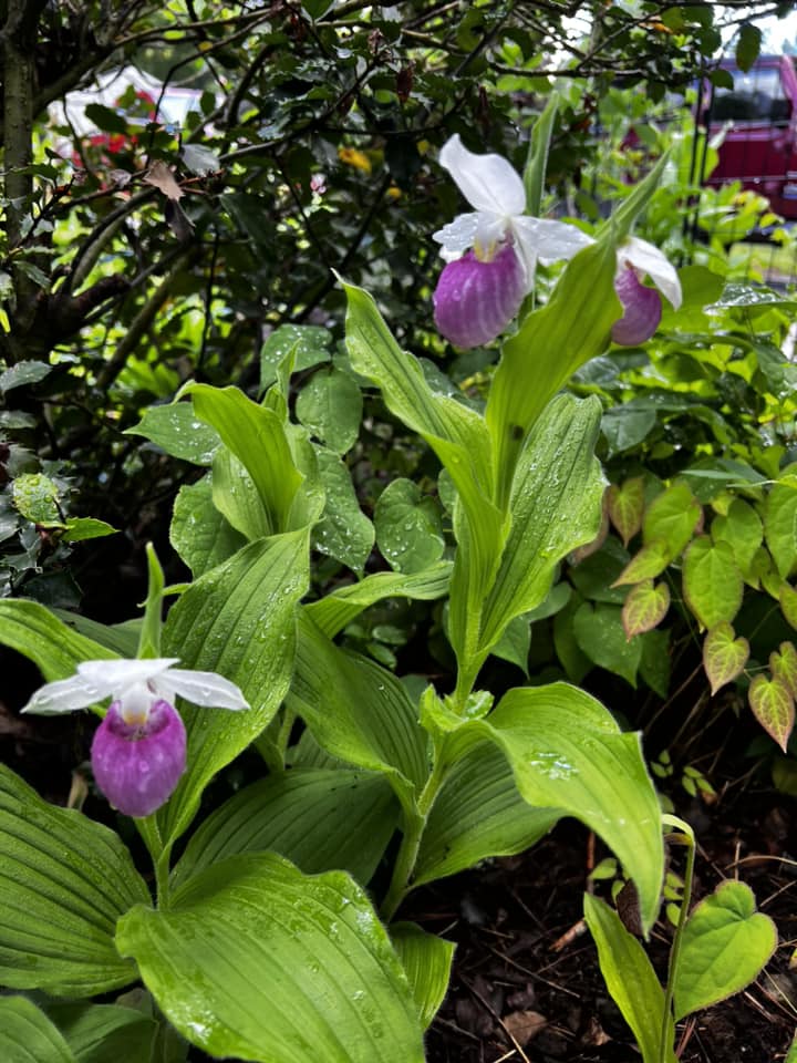 Purple Cypripedium Flower Seeds – Heirloom Non-GMO High Germination Seeds