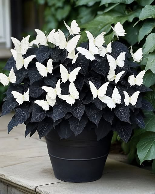 Moonlight Butterfly Begonia Flower – Black &amp; White Seeds for Planting | Heirloom Non-GMO High Germination Organic Garden Seeds