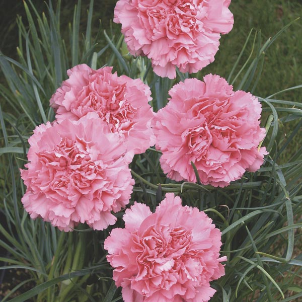 Semillas de flores de clavel rosa Dianthus Caryophyllus – Herencia sin OGM de alta germinación