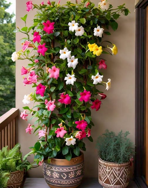 Semillas de flores mixtas de Mandevilla Sanderi – Herencia, no transgénicas, alta germinación