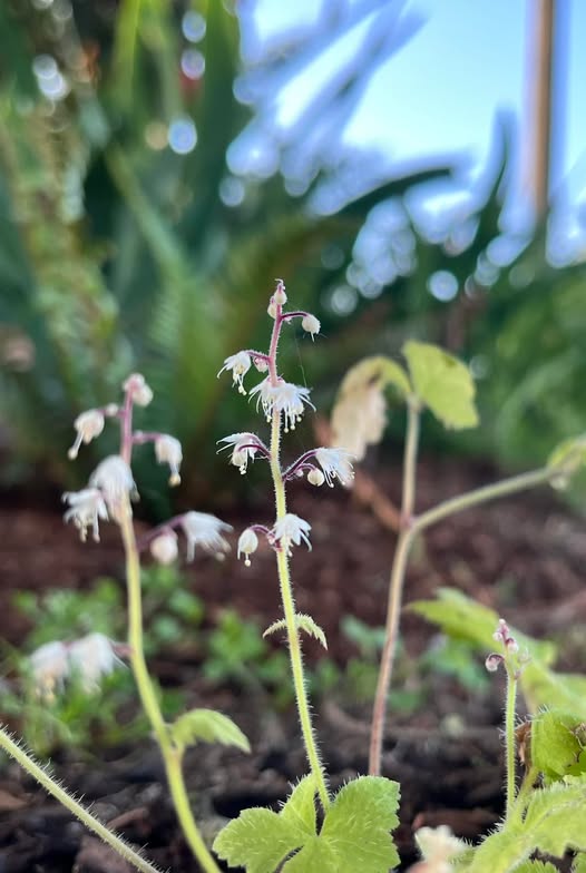 White Tiarella Trifoliata Flower Seeds Heirloom Non-GMO High Germination Organic Garden Seeds