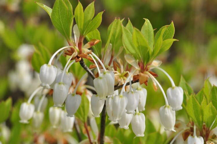 Enkianthus Campanulatus Flower Seeds White – Heirloom, Non-GMO, High Germination