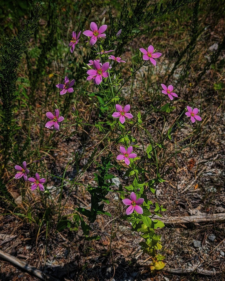 Pink Gentian Flower Seeds – Heirloom, Non-GMO, High Germination Seeds for Planting