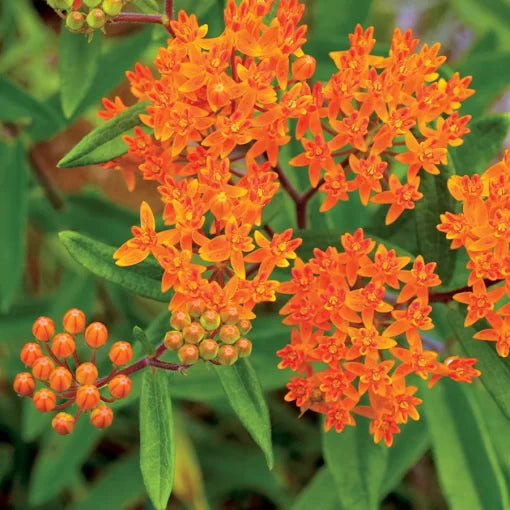 butterfly weed flower seeds