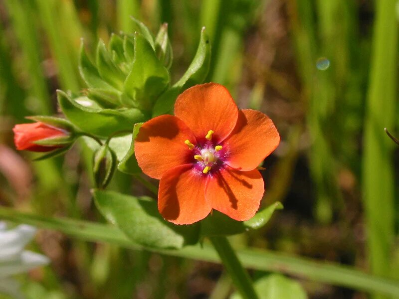 Orange Anagallis Monelli Flower Seeds – Heirloom, Non-GMO, High Germination Seeds
