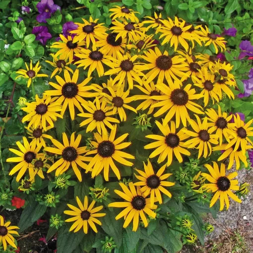golden black flower seeds