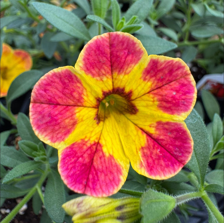 Yellow Red Calibrachoa Flower Seeds – Heirloom, Non-GMO, High Germination, Organic Garden Seeds