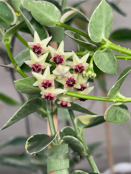 Green Hoya Flower Seeds – Heirloom, Non-GMO, High Germination Seeds