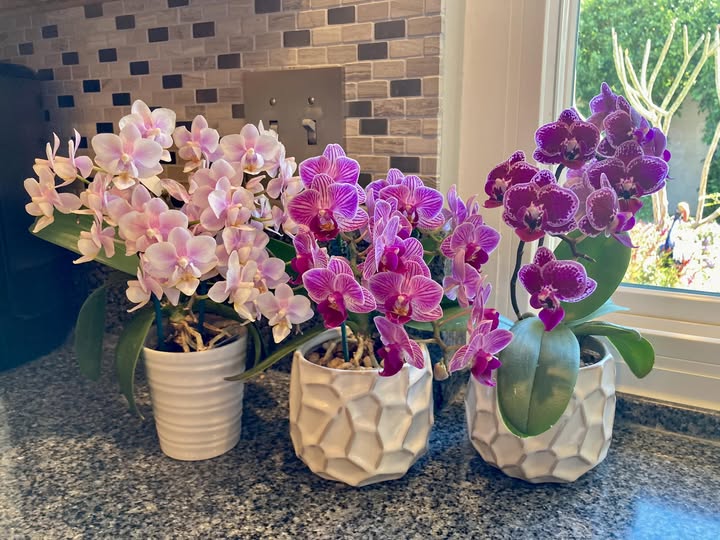 Mini Orchid Flower Seeds – Heirloom, Non-GMO, High Germination Seeds