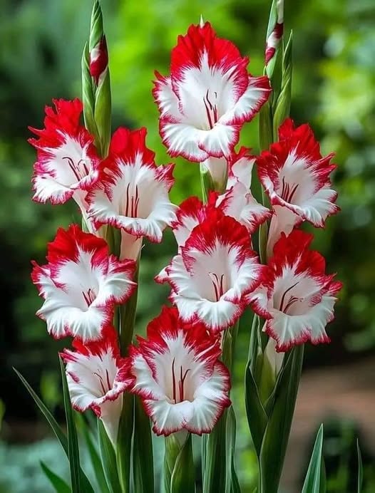 Gladiolus Flowers Seeds Red White Heirloom Non-GMO High Germination Organic Garden Seeds for Planting