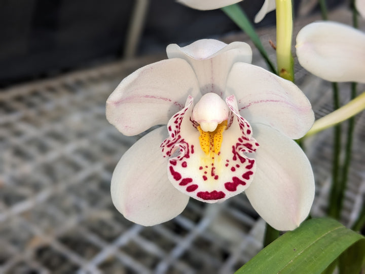Cymbidium Orchid Flower Seeds White – Heirloom Non-GMO High Germination