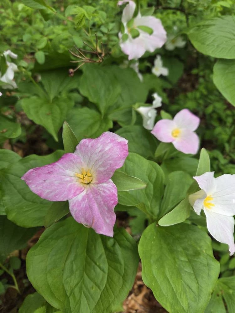 Pink Trillium Flower Seeds – Heirloom, Non-GMO, High Germination Seeds