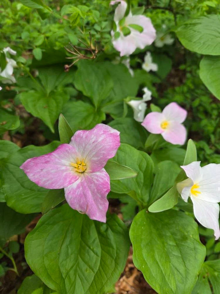 Pink Trillium Flower Seeds – Heirloom, Non-GMO, High Germination Seeds