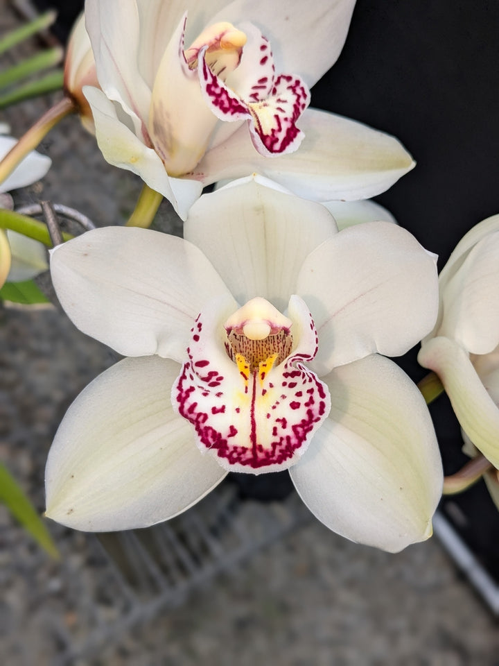 Cymbidium Orchid Flower Seeds White – Heirloom Non-GMO High Germination