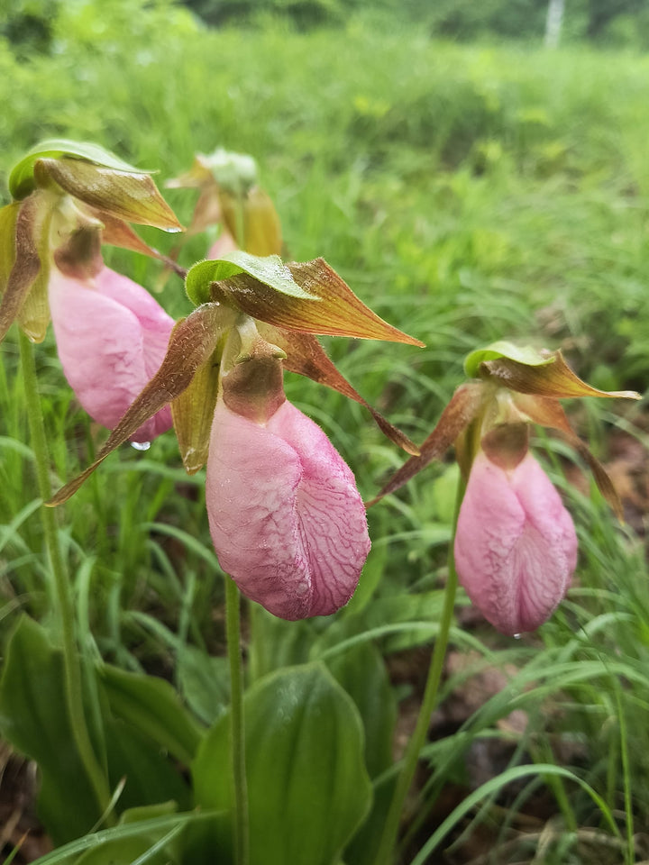 Light Pink Cypripedium Flower Seeds – Heirloom Non-GMO High Germination Seeds