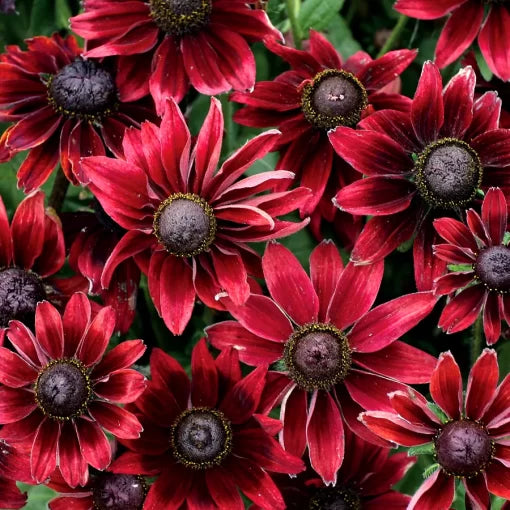 red black flower seeds