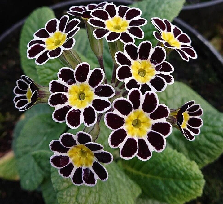 Black Primrose Flower Seeds for Planting – Heirloom Non-GMO Organic Garden Seeds