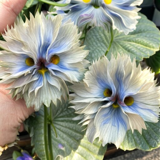 Big face Flower Seeds | Seeds for Planting | Heirloom | Non-GMO | High Germination | Organic Garden Seeds