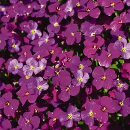 Deep Violet Aubrieta Flower Seeds for Planting – Heirloom Non-GMO High Germination Organic Seeds