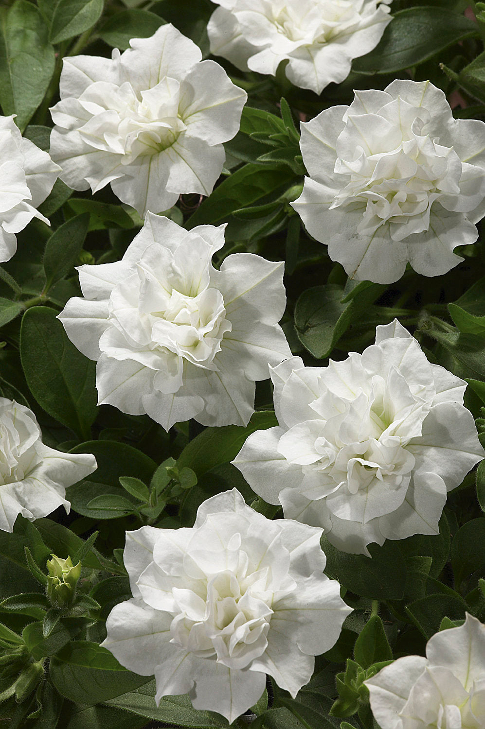 Double White Petunia Flower Seeds – Heirloom, Non-GMO, High Germination Seeds