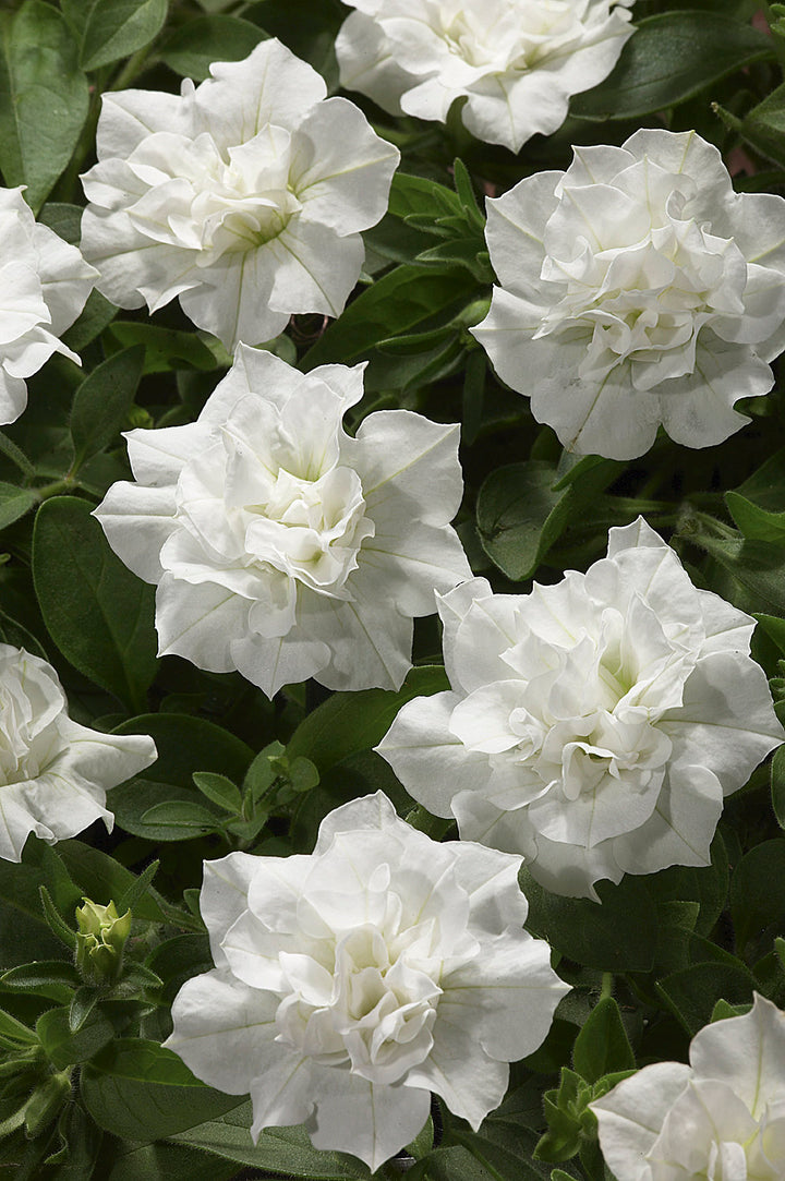 Double White Petunia Flower Seeds – Heirloom, Non-GMO, High Germination Seeds
