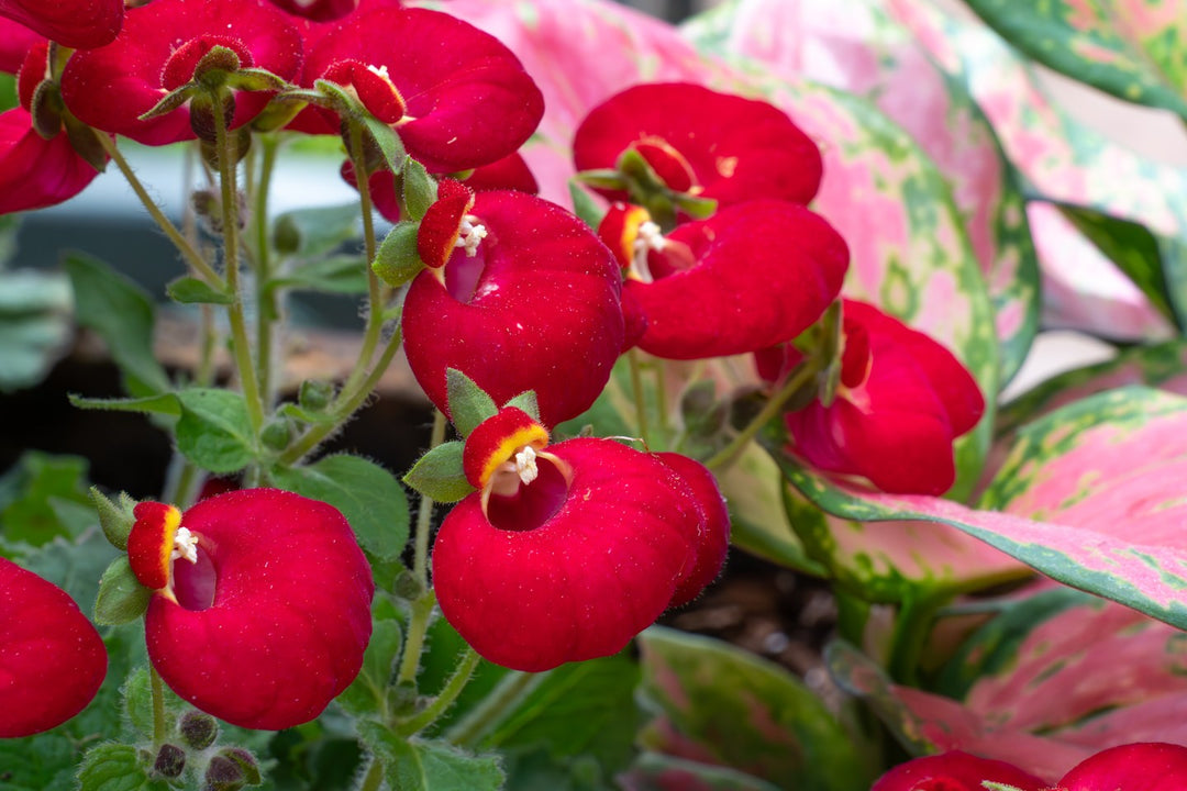 Semillas de Flor de Calibrachoa Gigante Roja – Cimiente, Sin OGM, Semillas de Alta Germinación