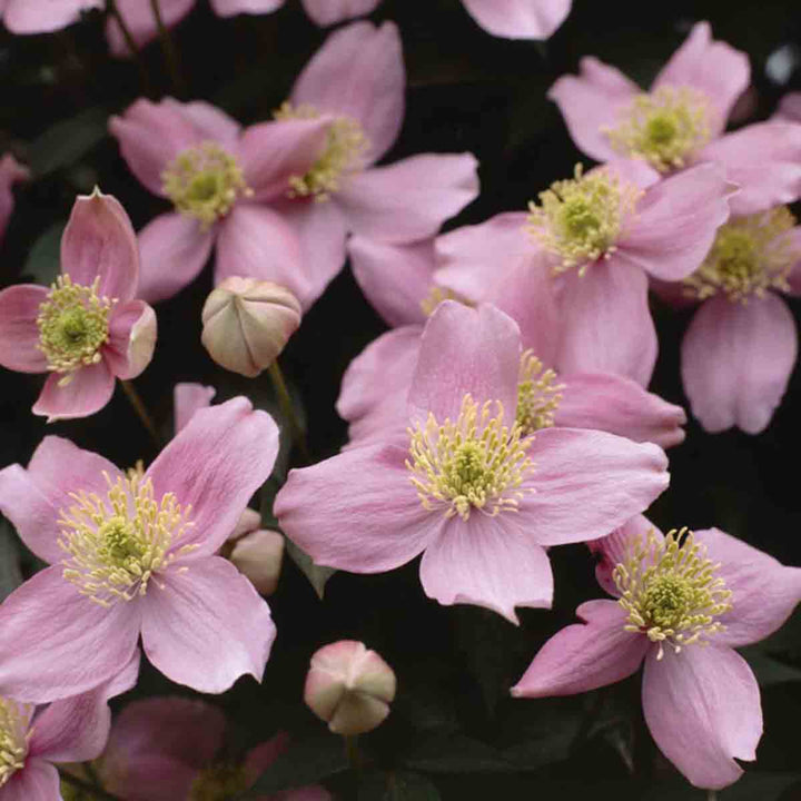 Light Pink Clematis Flowers Seeds for Planting – Heirloom Non-GMO High Germination