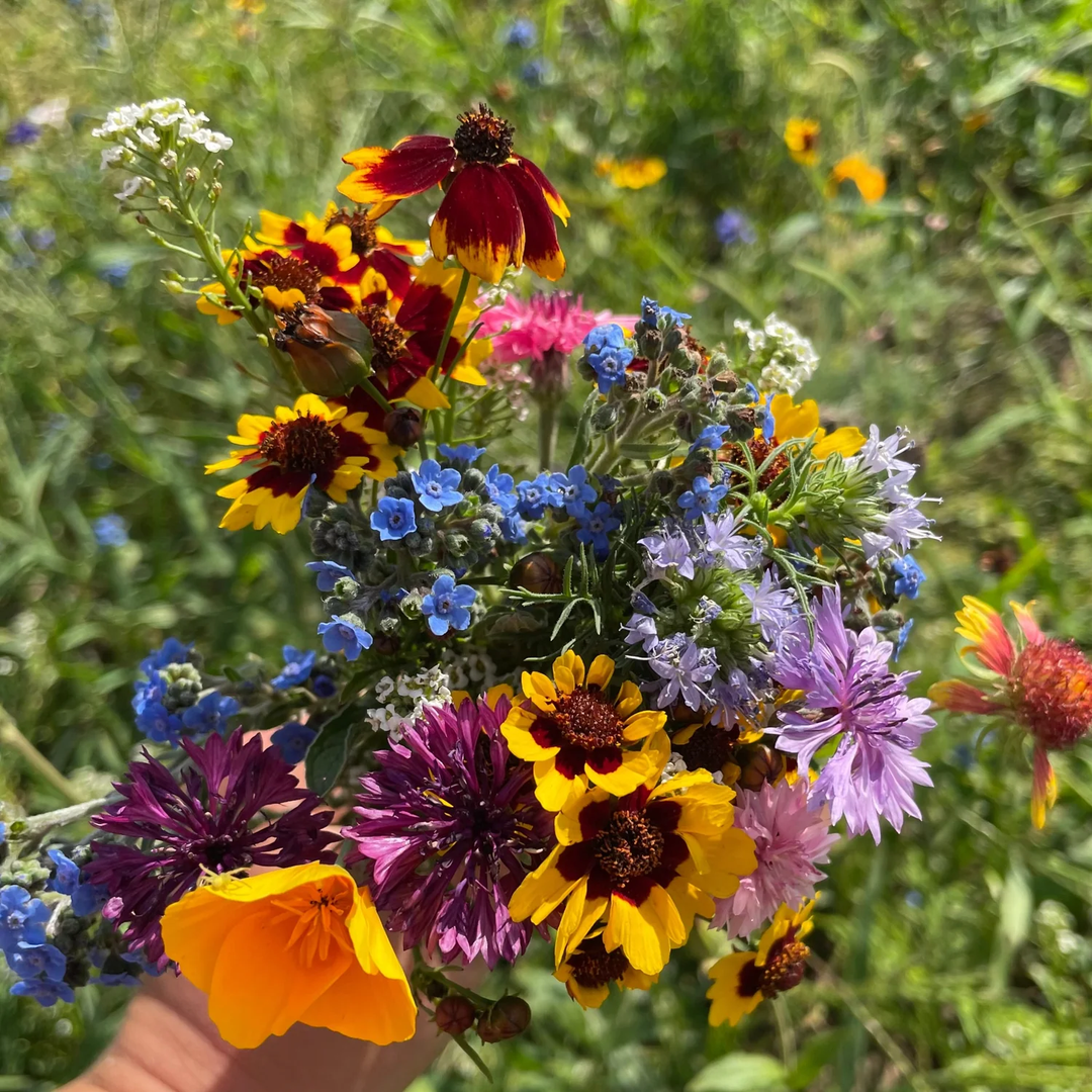 revolutionary shaker flower seeds